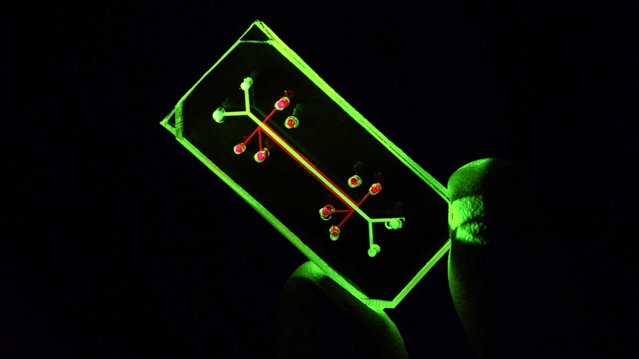 Eine Art Minilunge auf einem Chip soll helfen, die Wirksamkeit und die Verträglichkeit neuer Medikamente zu testen. (Foto: Wyss Institute for Biologically Inspired Engineering, Harvard University) Triumph der Biotechnologie: Was Chips mit menschlichen Zellen Tierversuchen voraus haben