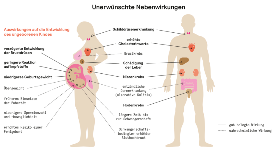 PFAS-Auswirkungen auf den Körper.