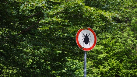 „Eine wunderbare Abwehrreaktion“: Der Zeckenforscher mit einer Superkraft gegen die Blutsauger