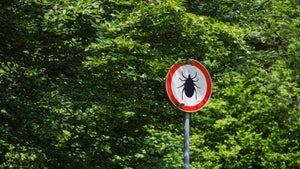 „Eine wunderbare Abwehrreaktion”: Der Zeckenforscher mit einer Superkraft gegen die Blutsauger