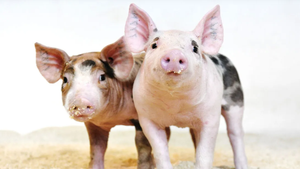 CRISPR-Schweine bald im Supermarkt: USA ebnen Weg für gentechnisch veränderte Lebensmittel