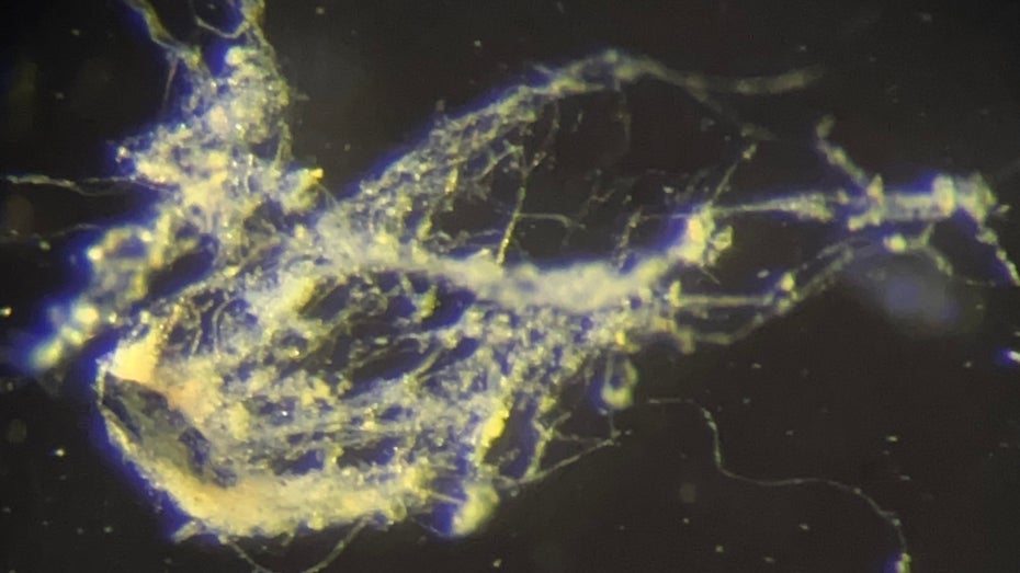 Stromleitende Bakterien: Neu entdeckte Art eröffnet neues Potenzial für Bioelektronik Stromleitende Bakterien: Neu entdeckte Art eröffnet neues Potenzial für Bioelektronik