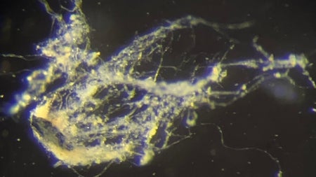Stromleitende Bakterien: Diese neue Art könnte der Schlüssel zu bioabbaubaren Kabeln sein