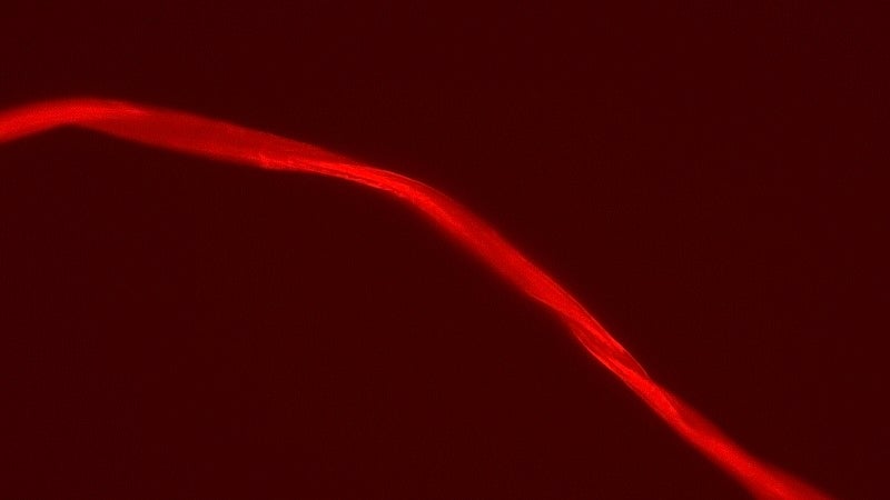 Rot fluoreszierende Spinnenseide.