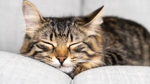 „Cat Attack”: Wie Katzen-Content KI-Modelle ins Straucheln bringt